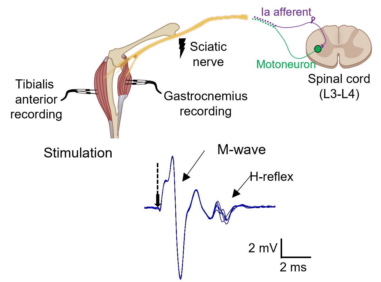 Schematic of sciatic nerve stimulation in mice with recordings from tibialis anterior and gastrocnemius, and example M-wave and H-reflex traces.