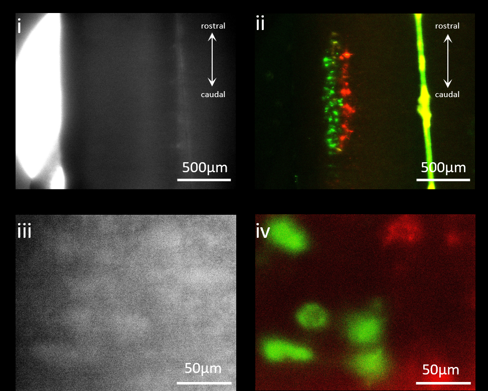 Microscopy images of labelled TA and GS motor pools in the spinal cord.