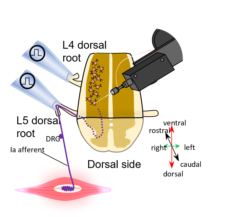 Schematic of a longitudinal spinal cord preparation with L4 and L5 dorsal root stimulation and motoneuron recording.