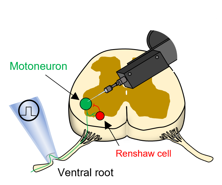 Schematic of motoneuron recording with ventral root stimulation to recruit Renshaw cells.