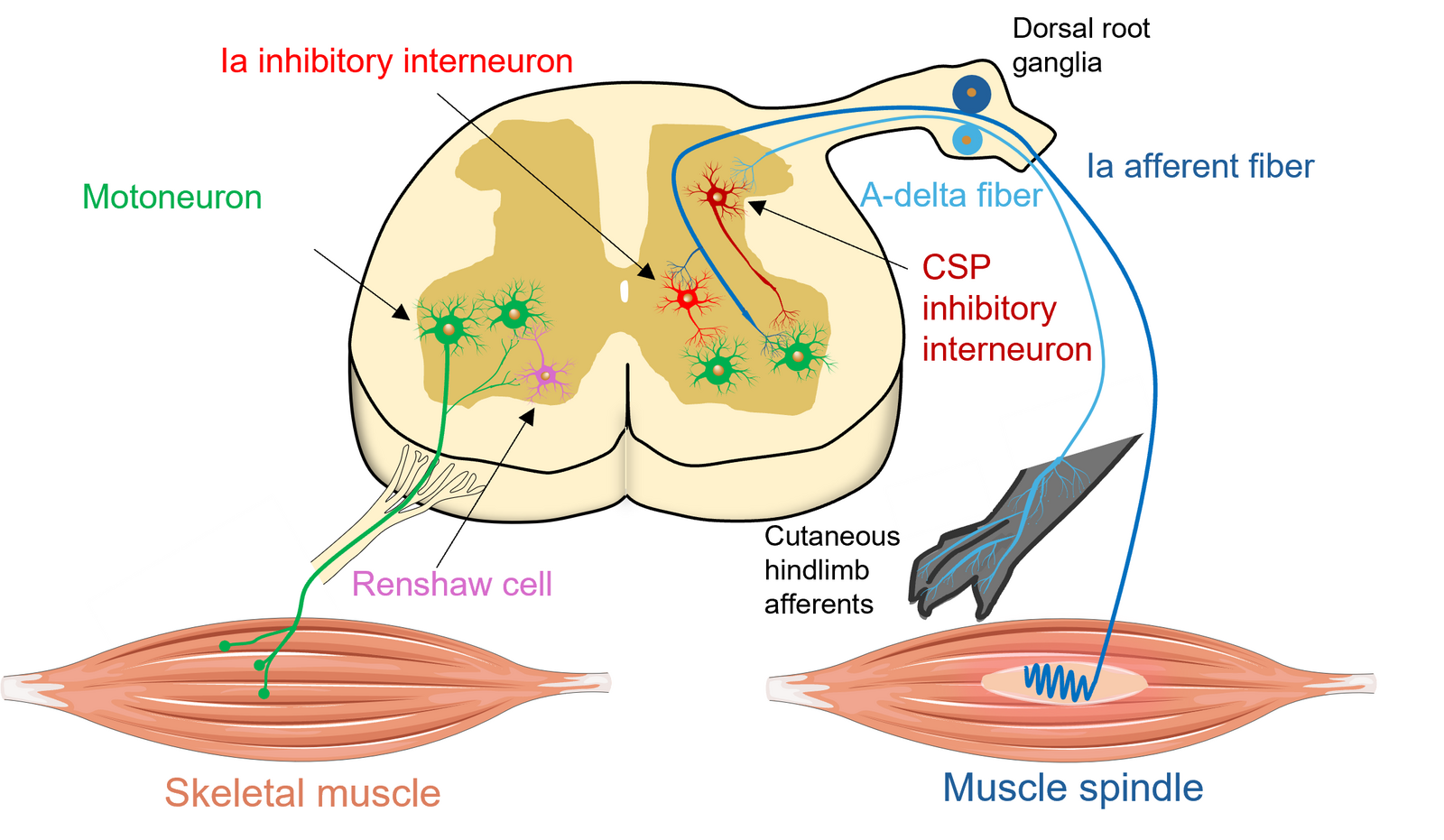 Diagram of spinal cord circuits: motoneurons, Renshaw cells, Ia inhibitory interneurons and CSP inhibitory interneurons, with Ia afferents from muscle spindles and A-delta fibres from cutaneous hindlimb afferents.