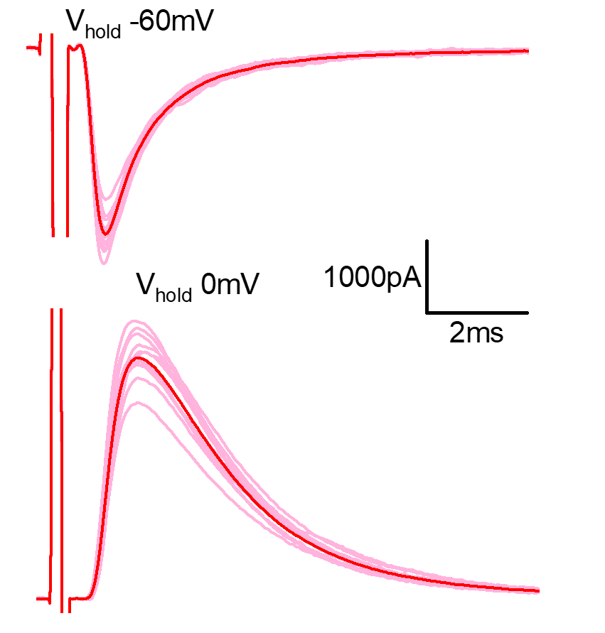 Whole-cell voltage-clamp traces of synaptic currents at holding potentials of -60 mV and 0 mV.